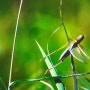 야생여정-메뚜기 사마귀 곤충류 동물 긴날개밑들이메뚜기