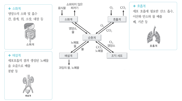 기관계의 통합 작용 : 소화계, 호흡계, 순환계, 배설계 위주로만. : 네이버 블로그