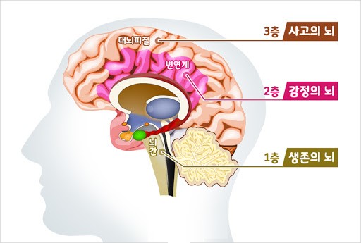 뇌의 의미와 뇌의 3층구조 : 네이버 블로그