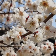 봄노래 케이윌-love blossom 가사 듣기