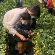 주말에 아이들과 갈만한 곳, 아띠농장에서 딸기체험!
