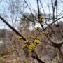봄인가 보오~/남양주블루베리농장/주연블루베리농장