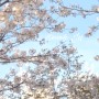 [봄노래] 석주 - 봄감기