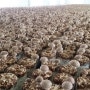 괴산 유기농표고버섯 생산과정
