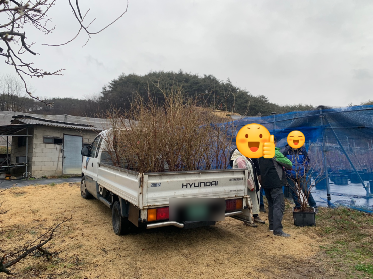 블루베리 묘목 , 나무 도매가 판매 (판매후기) : 네이버 블로그