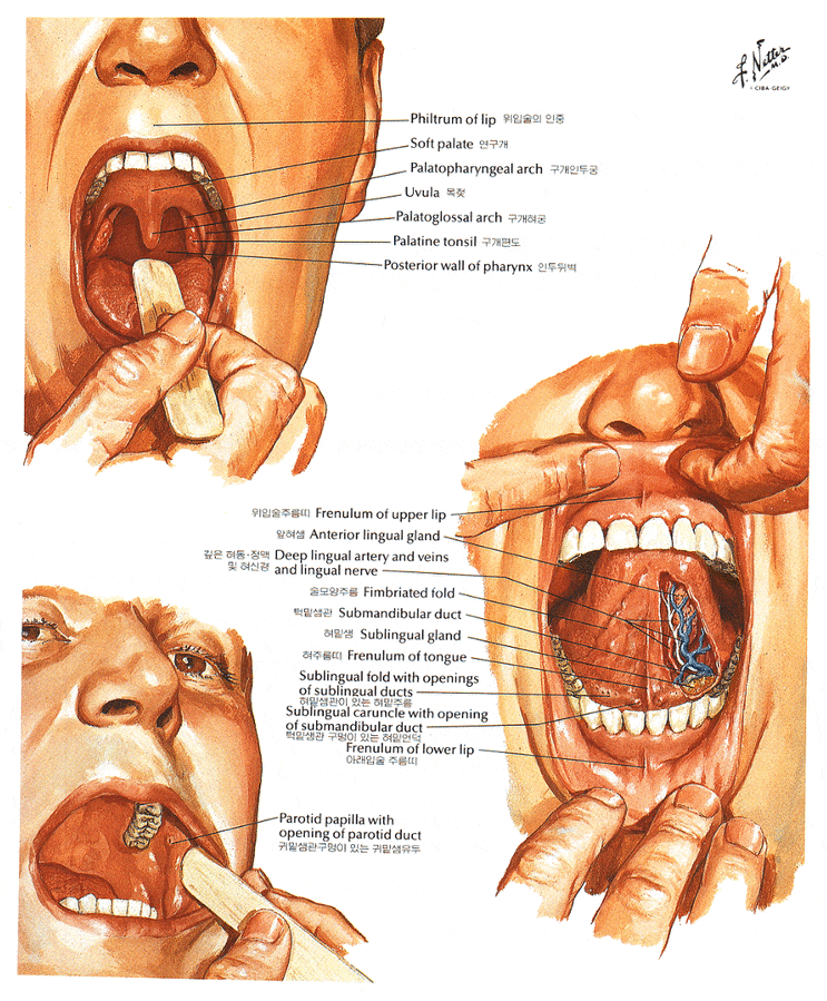 Inspection of Oral Cavity : 네이버 블로그
