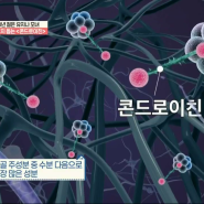 콘드로이친 효능으로 관절 튼튼