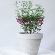 향기 좋은 꽃 보로니아 피나타 키우기 관리법 물 주기 봄꽃 화분