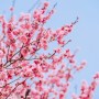 [삼성동] 서울 봄나들이 봉은사 홍매화 개화상태, 이번주까지!!