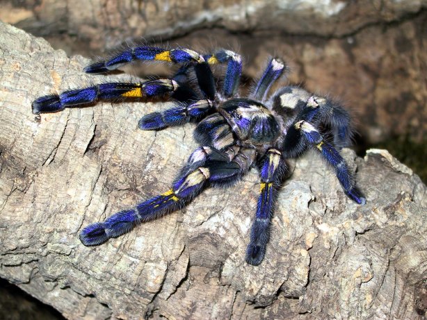 구티 사파이어 오너멘탈(poecilotheria metallica) : 네이버 블로그