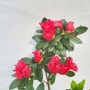 서양 철쭉 미션 베리 아젤리아 화려한 빨강 꽃 화분 키우기