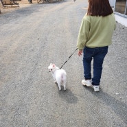 우리집 애완견 솜이와 산책