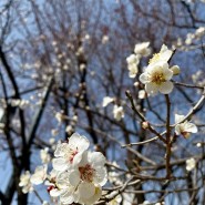 남산한옥마을 봄꽃들~🌸