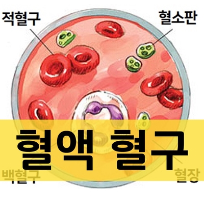 혈액=혈구(적혈구,백혈구,혈소판)+혈장, 혈구의 조혈과 역할 : 네이버 블로그