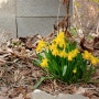 3월, 봄의 마당에는 어떤 꽃이 피었을까?