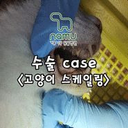 고양이 스케일링, 치석, 치주염, 구내염 예방하기 [기흥나무동물병원]