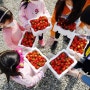 용인 딸기농장 체험 비용 쌍둥이 딸기농장, 두손 한가득 딸기 가격, 아이들과 가볼만한 곳