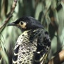 멸종 전조? ‘유혹의 노랫말’ 까먹은 호주 꿀빨기새