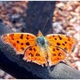 나비로 월동하는 겨울 나비 삼총사