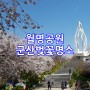 군산 월명공원 벚꽃 명소