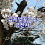 완주 모악산, 김제 금산사 벚꽃 명소