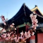 창덕궁에 봄꽃 미선나무 꽃이 활짝피었다!