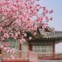 [서울 봄나들이] 창덕궁 홍매화 개화 상태, 이번 주 봄나들이로 꼭 가야할 곳!