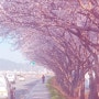 봄의 향기가 느껴지는 벚꽃 길