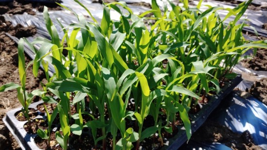 옥수수재배, 심는시기(파종시기)에 초당 옥수수, 찰 옥수수 씨앗이나 모종으로 심기 : 네이버 블로그