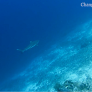 [기후변화 이야기] 놀라운 연구에 따르면 상어가 손상된 서식지를 복원하고 기후 변화와 싸우는데 핵심적인 역할을 합니다.