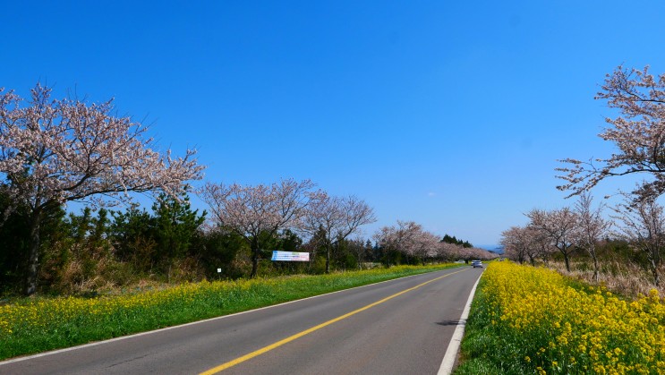 제주도 4월 봄꽃 축제 : 제주 가시리 녹산로 유채꽃 & 벚꽃 도로 : 네이버 블로그