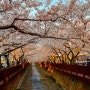 경남 벚꽃 명소, 진해 여좌천, 로망스다리, 벚꽃 만개 (2021년 벚꽃)