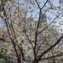 강남 봄소식 .. 벚꽃