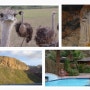 [남아프리카 공화국] Africa Tour Series 18, Mossel Bay - Oudtshoom (타조, Cango Caves), Montegu resort 투어