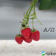 [서운동산] 딸기가 빨리 자라기를 바랍니다!