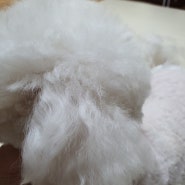 강아지천연린스 토미독 비숑 털뭉침관리