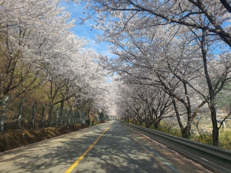 [비대면 벚꽃구경] 구례 100km 벚꽃길