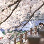 부산 벚꽃명소 온리단길 실시간 사진, 예쁜카페와 벚꽃근황