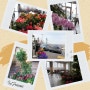 남한강변 베이커리카페 헤리베르에도 봄이 찾아왔나 봄