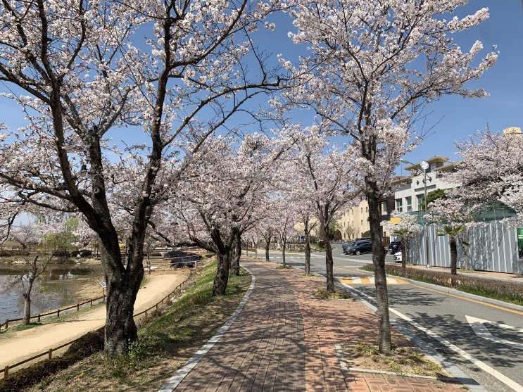 창원 벚꽃 명소 추천, 창원대 기숙사 호수 소봉지