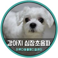 강아지 폐수종 '심장 초음파 검사' 진료 케이스
