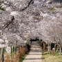 봄~봄~~봄... 주변 율하천 벚꽃 만개 했네요..