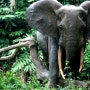 아프리카코끼리 멸종위기 등급 ‘위급’ 격상