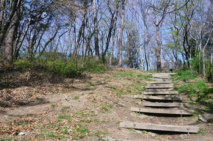 부산 배산 둘레길. 숨은 명소. 진달래 동백꽃 벚꽃. 꽃동산. 첫사랑 꽃잎 : 네이버 블로그