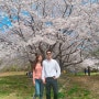 밀양 벚꽃캠핑 / 밀양 삼랑진 안태공원 벚꽃놀이