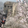 [北京] 장도구장성 산복사꽃 20210327