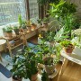 우리집 반려식물 키우기 도시농부 이야기