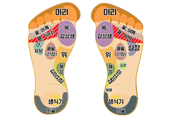 발지압점 귀 지압점 손바닥 지압점 위치 : 네이버 블로그