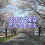 만경강 벚꽃길 드라이브, 전북 벚꽃명소