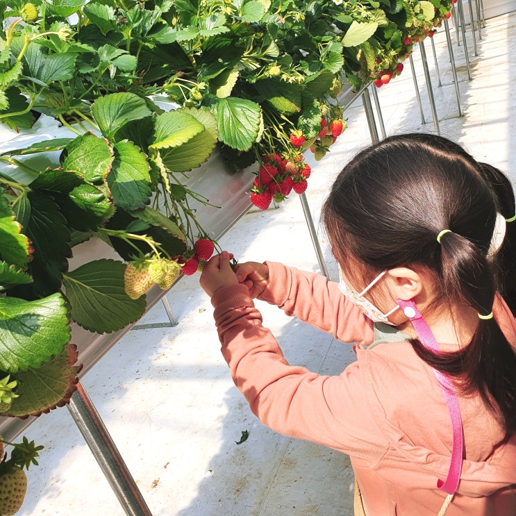 남양주 아이랑 딸기농장, 별마을 딸기체험 농장